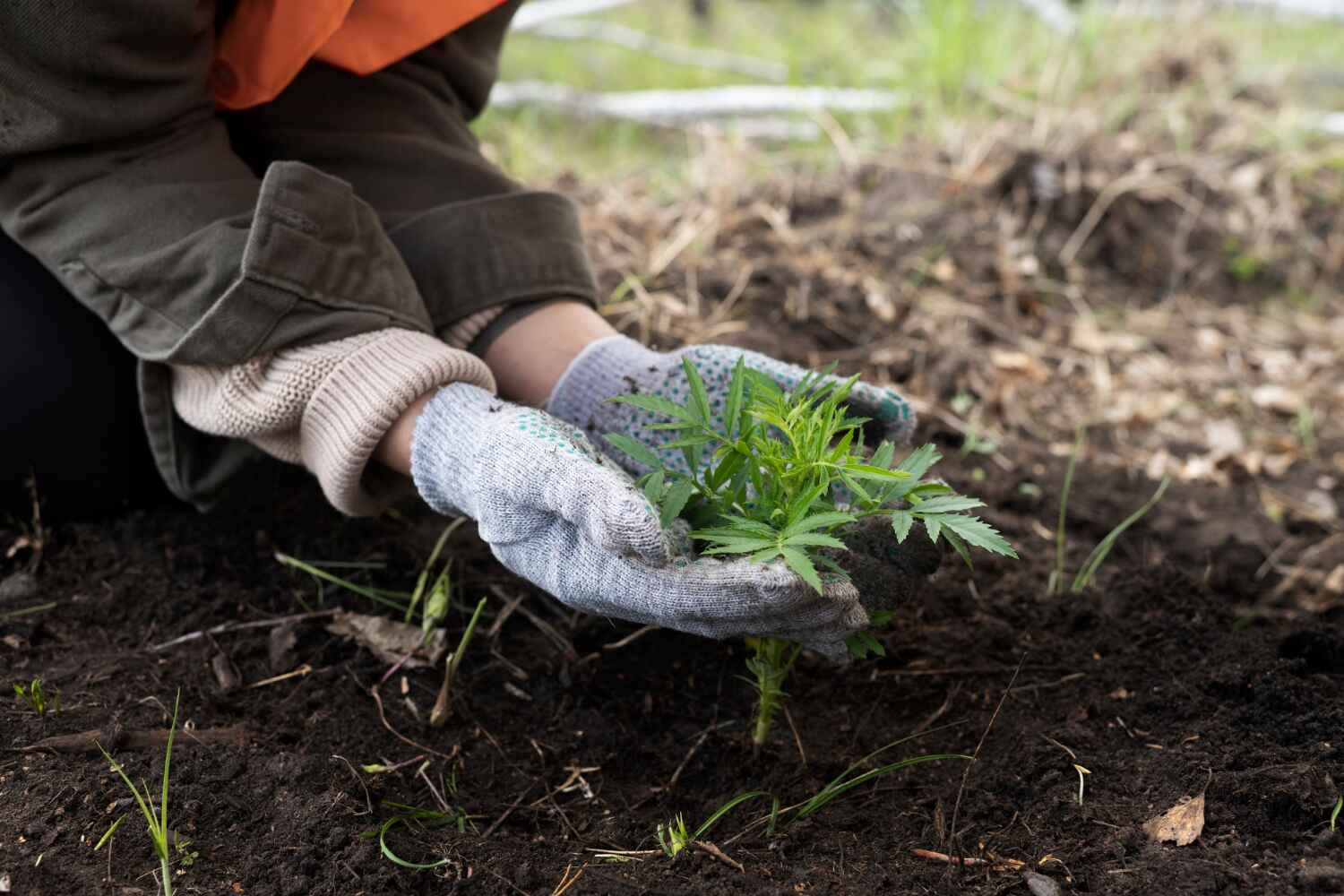 Tree Branch Trimming in Dexter, OR